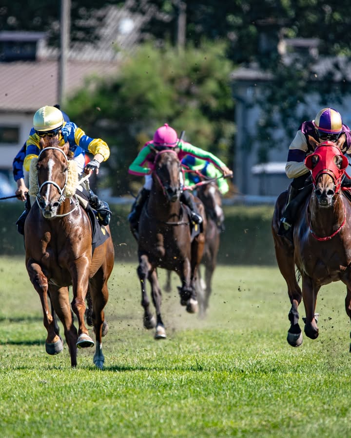 Featured image for “Bega Cup Calcutta This Saturday at Club Sapphire”